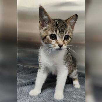 Sprite -  Domestic Short Hair Cat for Adoption in Toledo, Ohio - Sprite | PetCurious