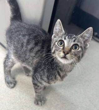 Rescue Domestic Short Hair Cats for Adoption in Sullivan, Indiana - Shaggy | PetCurious