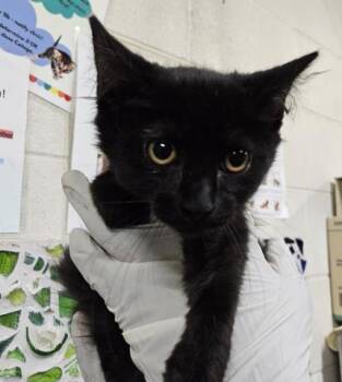 BONNIE -  Domestic Medium Hair Cat for Adoption in Pensacola, Florida - BONNIE | PetCurious