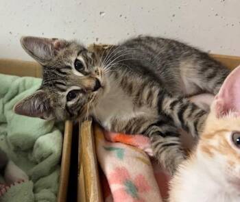 Domestic Short Hair Cats Available for Adoption - Waffles | PetCurious