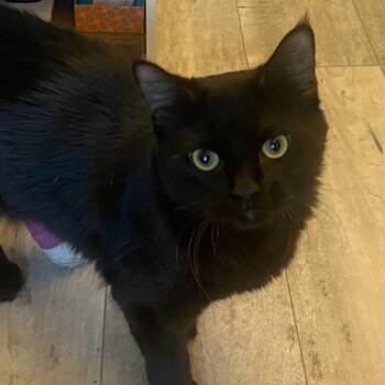 Domestic Medium Hair Cats Available for Adoption in Sarasota, Florida - Nabisco | PetCurious