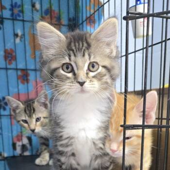 Enchilada 26-0215 -  Domestic Short Hair Cat for Adoption in Yanceyville, North Carolina - Enchilada 26-0215 | PetCurious