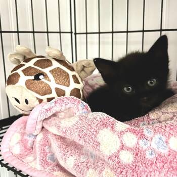 Jade -  Domestic Short Hair Cat for Adoption in Blairsville, Georgia - Jade | PetCurious