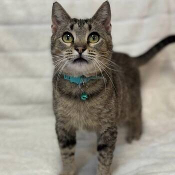 Domestic Short Hair Cats Available for Adoption in Effingham, Illinois - Brindie | PetCurious
