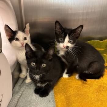 Rescue Domestic Medium Hair Cats for Adoption in Los Angeles, California - Queens | PetCurious