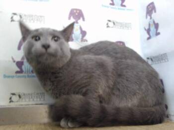 STORMY -  Domestic Short Hair Cat for Adoption in Orlando, Florida - STORMY | PetCurious