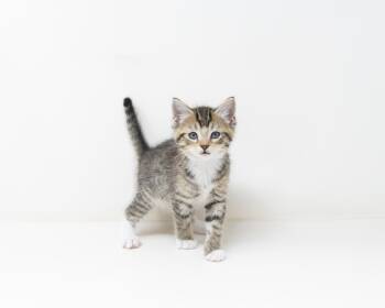 Tabby Cats Available for Adoption in Trophy Club, Texas - Gus | PetCurious