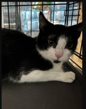 Rescue Domestic Short Hair Cats for Adoption in Chicago, Illinois - Cassie | PetCurious