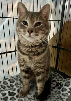 Miles -  Domestic Short Hair Cat for Adoption in St. Peters, Missouri - Miles | PetCurious
