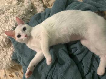 Summer -  Domestic Short Hair Cat Available for Adoption in Manhattan, Kansas - Summer | PetCurious