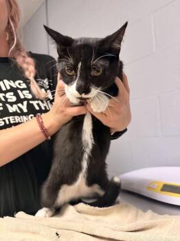 Bobbles -  Domestic Short Hair Cat for Adoption in Cincinnati, Ohio - Bobbles | PetCurious