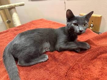Rescue Domestic Short Hair Cats for Adoption in Mokena, Illinois - Kisses | PetCurious