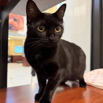 Nebula -  Domestic Short Hair Cat for Adoption in West Palm Beach, Florida - Nebula | PetCurious