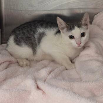 Isaac -  Domestic Short Hair Cat for Adoption in Chattanooga, Tennessee - Isaac | PetCurious