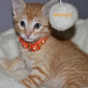 Mango -  Domestic Short Hair Cat for Adoption in San Antonio, Texas - Mango | PetCurious