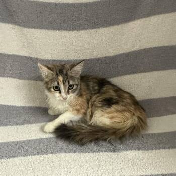 Pinky -  Domestic Medium Hair Cat for Adoption in Newberg, Oregon - Pinky | PetCurious