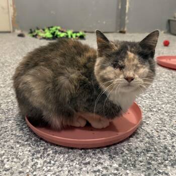 Dilute Calico Cats Available for Adoption - Marge | PetCurious