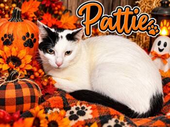 Pattie -  Domestic Short Hair Cat for Adoption in Shelbyville, Tennessee - Pattie | PetCurious