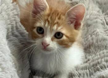 Domestic Short Hair Cats Available for Adoption in Chula Vista, California - JULIUS | PetCurious
