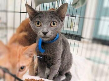 Domestic Short Hair Cats Available for Adoption - A470914 | PetCurious