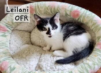 Leilani -  Domestic Short Hair Cat for Adoption in Owasso, Oklahoma - Leilani | PetCurious