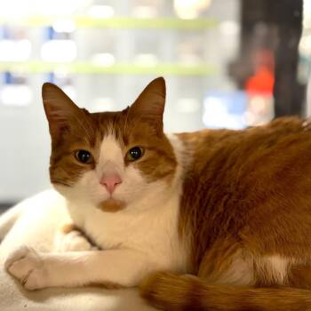 Colby -  Domestic Short Hair Cat for Adoption in Walker, Michigan - Colby | PetCurious