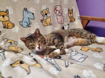 Missy -  Domestic Short Hair Cat Available for Adoption in Kalamazoo, Michigan - Missy | PetCurious