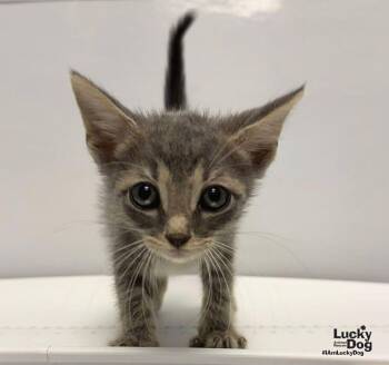 Augusta -  Domestic Short Hair Cat for Adoption in Washington, District Of Columbia - Augusta | PetCurious