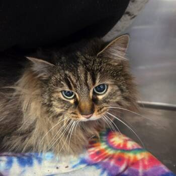 Domestic Long Hair Cats Available for Adoption - Nala | PetCurious