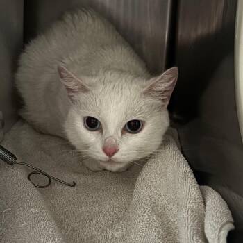 Domestic Short Hair Cats Available for Adoption in Bristol, Indiana - Cmow | PetCurious