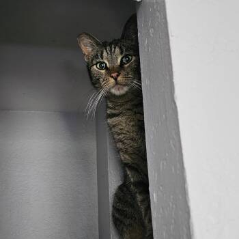 Banshee -  Domestic Short Hair Cat Available for Adoption - Banshee | PetCurious