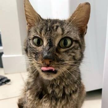 Minnie Miracle -  Domestic Short Hair Cat for Adoption in Austin, Texas - Minnie Miracle | PetCurious