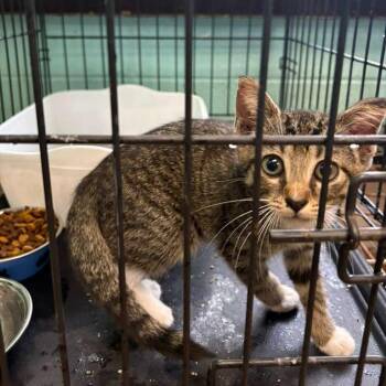 Kumquat -  Domestic Short Hair Cat for Adoption in Gadsden, Alabama - Kumquat | PetCurious