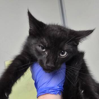 Bacardi -  Domestic Short Hair Cat for Adoption in Concord, North Carolina - Bacardi | PetCurious