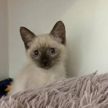 Toast -  Domestic Medium Hair Cat for Adoption in Phoenix, Arizona - Toast | PetCurious