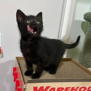 Domestic Short Hair Cats Available for Adoption in Merrifield, Virginia - Bean Bryant | PetCurious