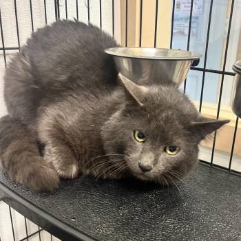 Domestic Medium Hair Cats Available for Adoption in Priest River, Idaho - Rally | PetCurious