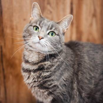 Blair -  Domestic Short Hair Cat for Adoption in Evanston, Illinois - Blair | PetCurious