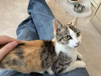 Calico Cats Available for Adoption - Furrn  - Calico | PetCurious