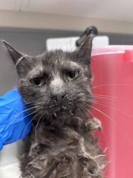 DRACULA -  Domestic Short Hair Cat for Adoption in Las Vegas, Nevada - DRACULA | PetCurious