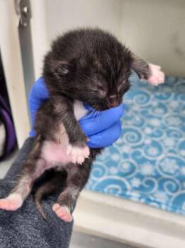 Jesse James -  Domestic Short Hair Cat Available for Adoption in Westfield, Wisconsin - Jesse James | PetCurious