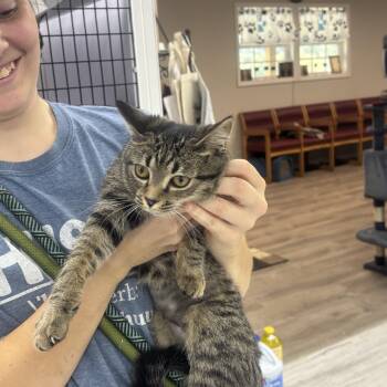 Sage -  Domestic Short Hair Cat for Adoption in Rogersville, Tennessee - Sage | PetCurious
