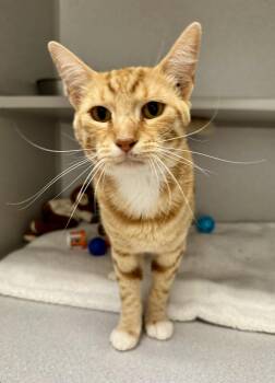 -Kody -  Tabby and Domestic Short Hair Cat for Adoption in Red Bluff, California - -Kody | PetCurious