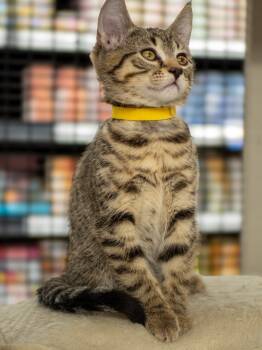 Rescue Domestic Short Hair Cats for Adoption in Calgary, Alberta - Jaffa Cake | PetCurious