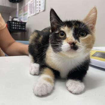 Mia -  Domestic Short Hair Cat for Adoption in Chattanooga, Tennessee - Mia | PetCurious
