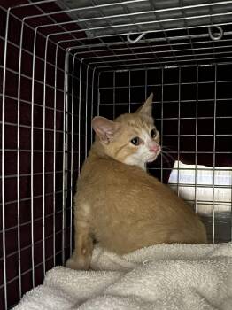 Pippin -  Domestic Short Hair Cat for Adoption in Bolton, Ontario - Pippin | PetCurious
