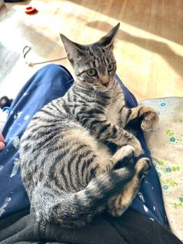 Rescue Domestic Short Hair and Tabby Cats for Adoption in Rochester Hills, Michigan - Maddie | PetCurious