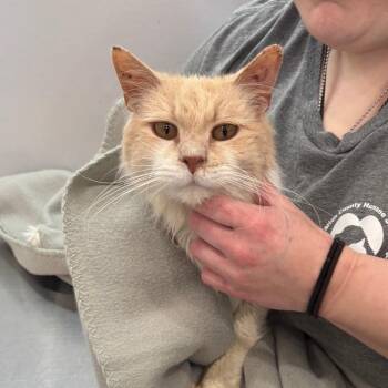 Guru -  Domestic Medium Hair Cat for Adoption in Fairmont, West Virginia - Guru | PetCurious