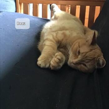 Beau (m) 6yrs  red tabby -  Domestic Short Hair Cat Available for Adoption in Ottawa, Ontario - Beau (m) 6yrs  Red Tabby | PetCurious