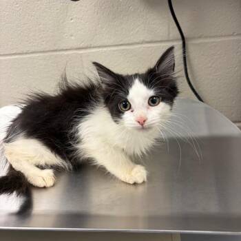 Faylith -  Domestic Long Hair Cat for Adoption in Council Bluffs, Iowa - Faylith | PetCurious